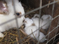 conejos