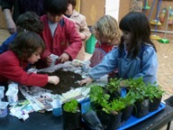 plantas