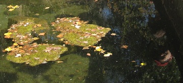 agua
