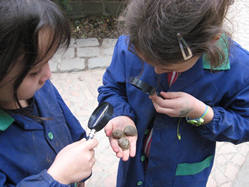 caracoles lupas