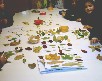 oto&ntilde;o