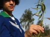 plantas_13_fog