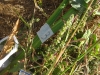 plantas_14_fog