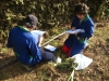 plantas_7_fog