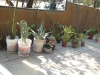 plantas_136_fog
