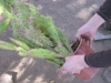 plantas_152_fog