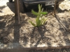 plantas_159_fog