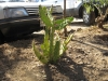 plantas_164_fog